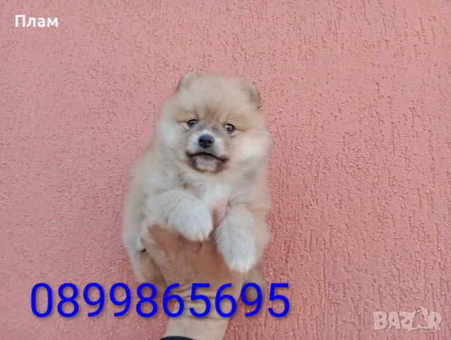 Мъжки Померан. Реални снимки от 31.03.26 г. , снимка 7 - Померан - 54036672
