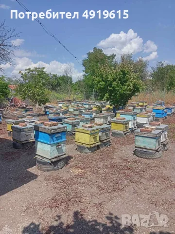 Продавам 150бр кошери ДБ с пчелни семейства