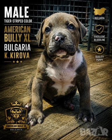 ТОП !!! Американско Були Хл American BULLY Xl ABKC, снимка 3 - Други - 55270499