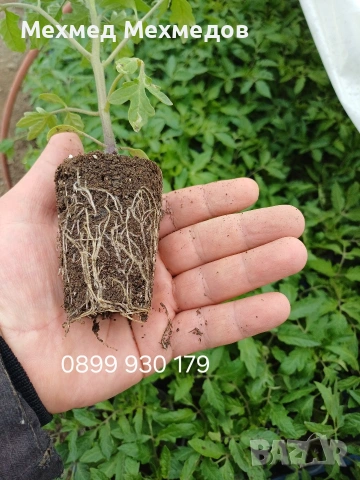 ## 🍅 **ПРОДАВАМ ПЪРВОКЛАСЕН РАЗСАД ДОМАТИ ОТ ПРОИЗВОДИТЕЛ** 🍅