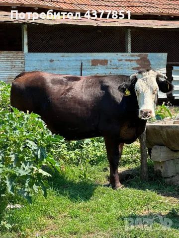 Продавам крави и телета с. Брест област Плевен, снимка 7 - Крави - 55342025