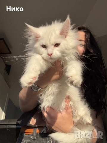 Мейн кун котенца / Мейн куун котенца / Maine coon kittens