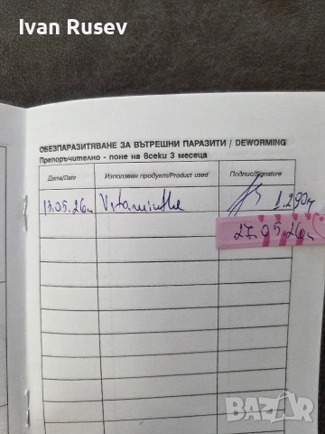 британско женско коте , снимка 3 - Британска късокосместа - 54583585