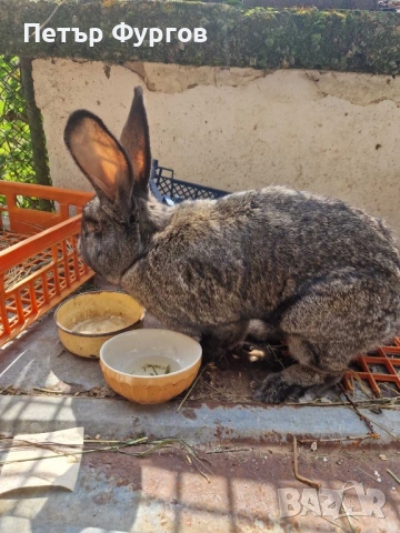 Продавам мъжки  заек