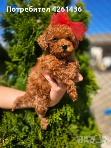 Пудел Той / Poodle toy/