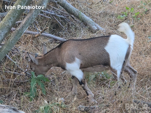 продавам холандски мини козички, снимка 4 - Други животни - 55257196