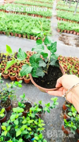 Обикновен бръшлян (hedera helix), студоустойчив, снимка 3 - Градински цветя и растения - 48092539