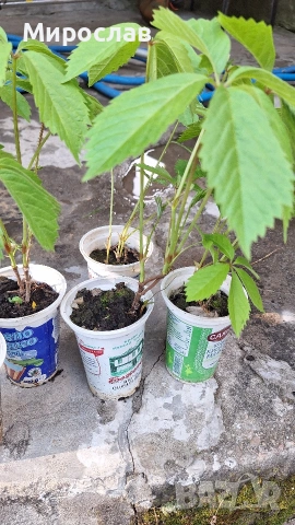 Продавам растения Дива лоза (Parthenocissus quinquefolia), снимка 7 - Градински цветя и растения - 45382708