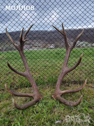 Еленови Рога 