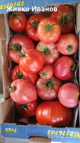 Домати за консумация и зимнина, снимка 1 - Домашни продукти - 55691546