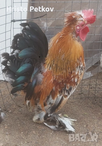 Продавам Бреговски Петрета 