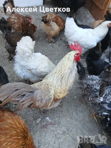Чифт Шведски исбар 
