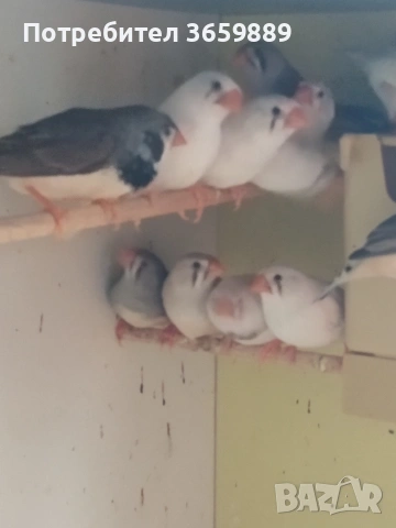 зеброви амадини, снимка 8 - Амадини - 54448157