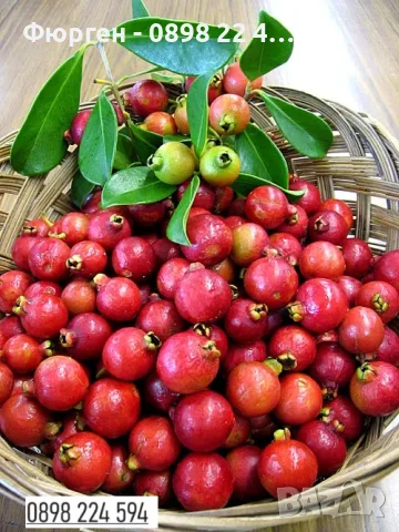 Ягодова гуава (Psidium cattleyanum) – екзотично плодно растение с ароматни плодове