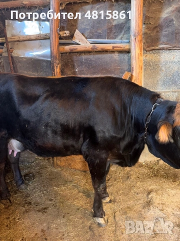 Продавам юница, снимка 3 - Крави - 54399514