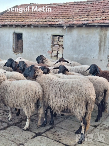 Плевенски черноглави овце , снимка 9 - Овце - 54738150