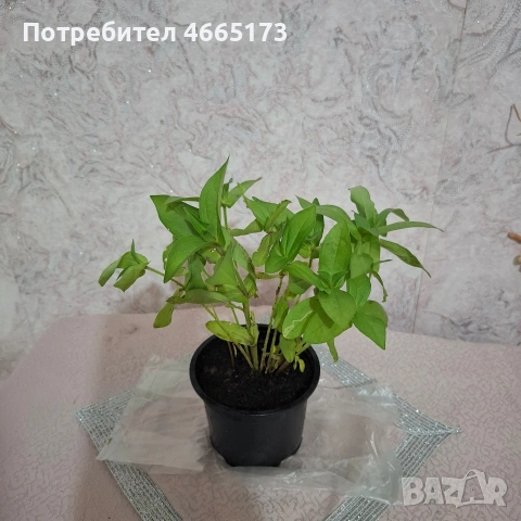 Растение Циния 12 бр., снимка 2 - Градински цветя и растения - 54947055