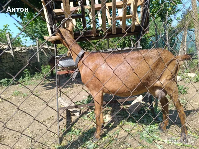 Продам коза Алпин, снимка 2 - Кози - 55522634