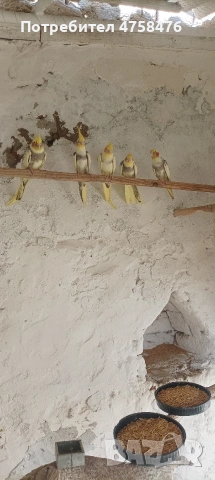 папагали корела , снимка 6 - Папагали - 54322068