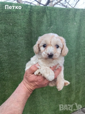 Малтипу , снимка 2 - Пудели - 54022310