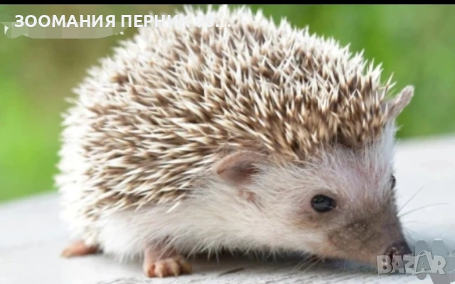 декоративен таралеж