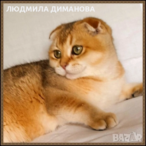 Златни чинчили  мъжки , снимка 9 - Британска късокосместа - 55229038