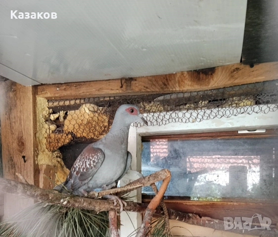 Продавам гвинейски гълъби, снимка 3 - други­ - 54722751