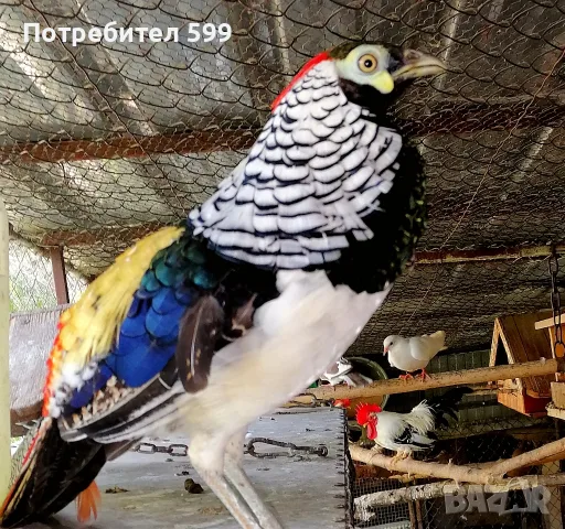 продавам фазани, жълтозлатни, червенозлатни и диамантени, снимка 7 - Други животни - 55625378