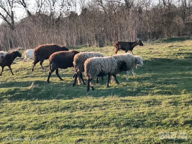 овце черноглави и една бяла, снимка 2 - Овце - 54163156