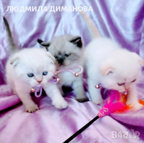 шотландски мъжки със сини очи. , снимка 9 - Британска късокосместа - 54248473