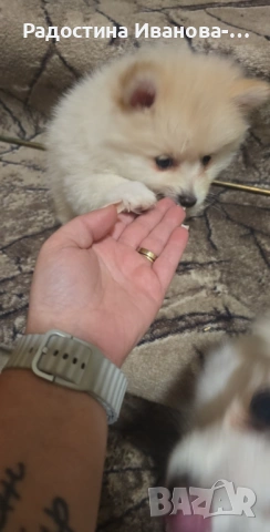 Померан-шпиц, снимка 6 - Померан - 54270376