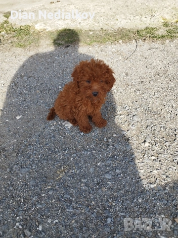 Той пудел родословен ., снимка 5 - Пудели - 53343824