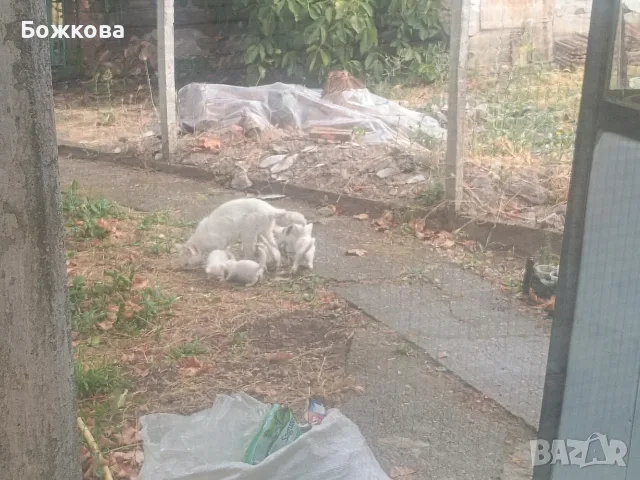 продавам 4  бели сиамски котенца, снимка 3 - Сиамска - 55648887