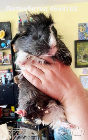 Подарява се мъжко морско свинче , снимка 2 - Морски свинчета - 54201538
