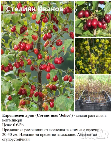 ПЛОДНИ ХРАСТИ В КОНТЕЙНЕРИ, снимка 12 - Градински цветя и растения - 53447504