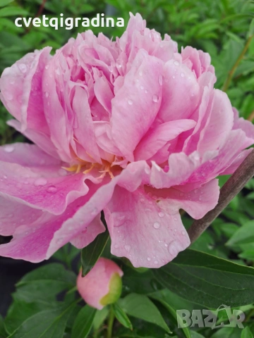 Paeonia ‘Sweet Sixteen’ (Божур „Сладки шестнадесет“), снимка 2 - Градински цветя и растения - 54650990
