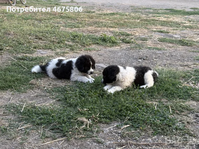 Български  овчарски кучета, снимка 5 - Каракачанска овчарка - 55533549