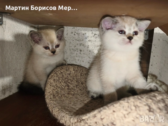 британски късокосмести, снимка 12 - Британска късокосместа - 54685046