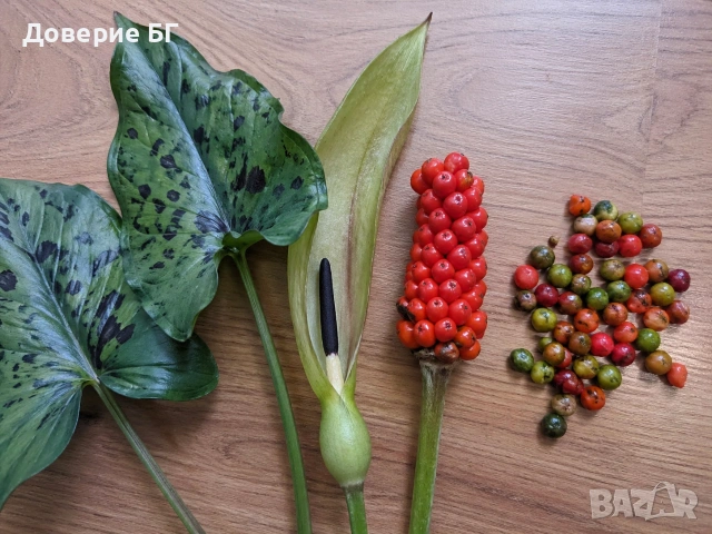 Обява за продажба на семена от змийска хурка (Arum maculatum)