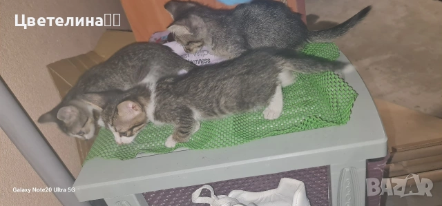 бебета мъжки кучета и котенца, снимка 6 - Други - 55181637