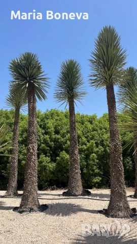 Уникална студоустойчива дървовидна юка Yucca filifera , снимка 4 - Градински цветя и растения - 54389640