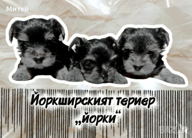 Йоркширски териер , снимка 3 - Йоркширски териер - 51544633