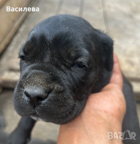 Кученца Кане корсо, снимка 11 - Кане корсо - 55177284