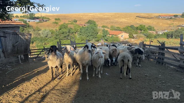 Продавам стадо от 240 овце - млади, здрави и добре гледани, снимка 3 - Овце - 55331380