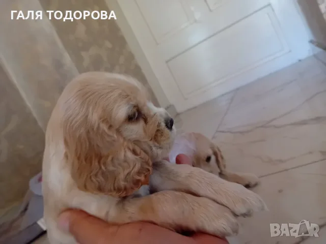 Американски кокер шпаньоли, снимка 3 - Кокер шпаньол - 55434530