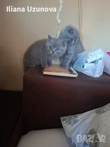 Шотландски котенца , снимка 4 - Британска късокосместа - 55530549