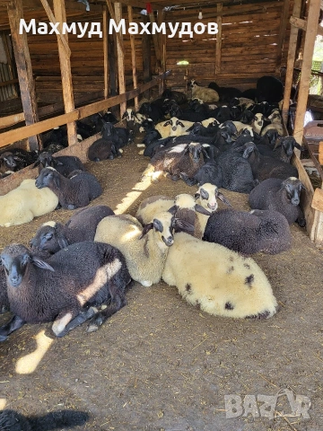 продавам агнета.., снимка 2 - Овце - 53588456