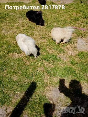 мини шпиц померан , снимка 2 - Померан - 54297697