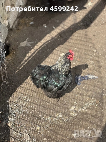 Продавам мини кохин млади петлета , снимка 6 - Кокошки и пуйки - 54077877