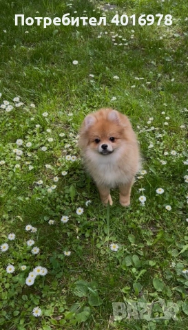 Момиче